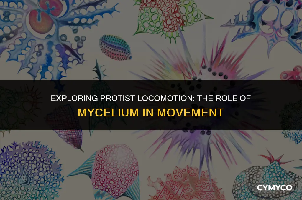 do protists move by mycelium