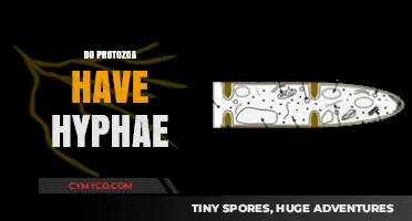 Exploring the Structure of Protozoa: Do They Have Hyphae?