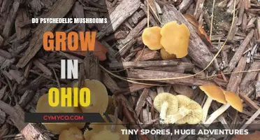 Exploring the Natural Habitat of Psychedelic Mushrooms in Ohio