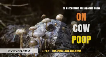Exploring the Myth: Do Psychedelic Mushrooms Thrive on Cow Manure?