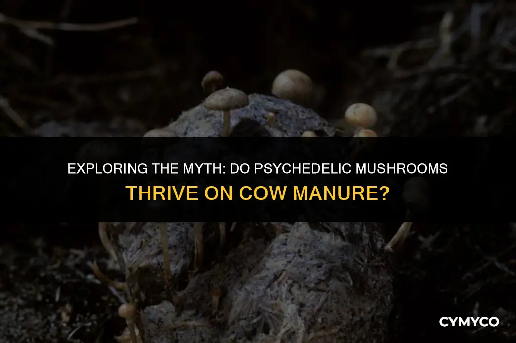 do psychedelic mushrooms grow on cow poop