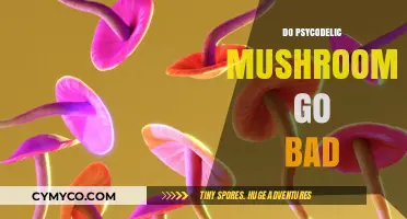 Exploring the Shelf Life of Psychedelic Mushrooms: A Comprehensive Guide