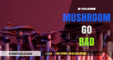 Exploring the Shelf Life of Psilocybin Mushrooms: Do They Spoil?