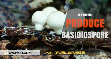 Exploring the Fascinating World of Puffballs and Basidiospores