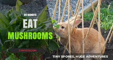 Can Rabbits Safely Eat Mushrooms? A Complete Guide for Owners