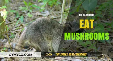Do Raccoons Eat Mushrooms? Exploring Their Foraging Habits and Diet