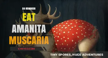 Exploring the Myth: Do Reindeer Really Feast on Amanita Muscaria?