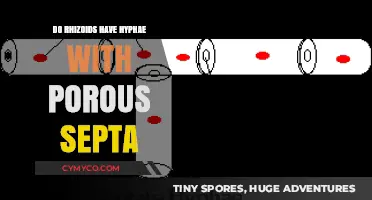 Exploring the Structure of Rhizoids: Do They Have Porous Septa?