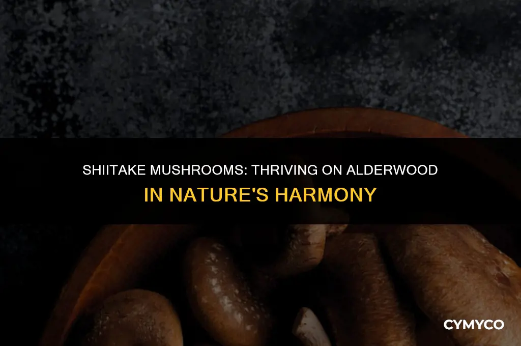 do shiitake grow on alderwood