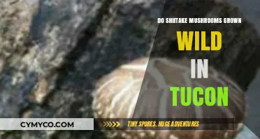 Exploring Tucson's Wild Side: A Guide to Shiitake Mushrooms