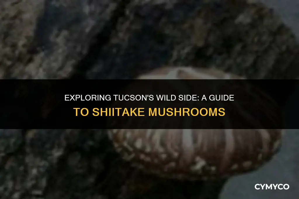 do shiitake mushrooms grown wild in tucon