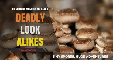 Exploring the Forest Floor: Shiitake Mushrooms and Their Deadly Doppelgängers