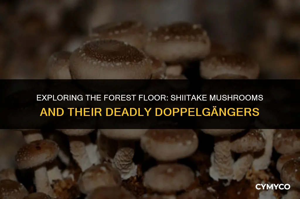 do shiitake mushrooms have a deadly look alikes