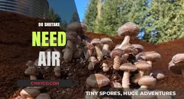 Do Shiitake Need Air: A Comprehensive Guide to Mushroom Cultivation