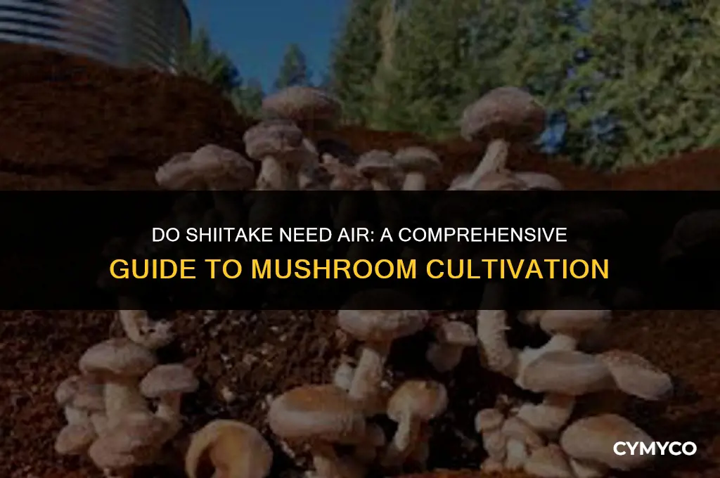do shiitake need air