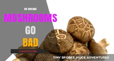 Do Shiitake Mushrooms Spoil? A Guide to Freshness and Storage
