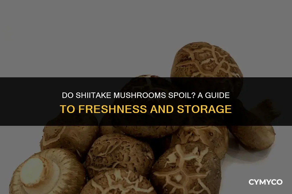 do shitake mushrooms go bad