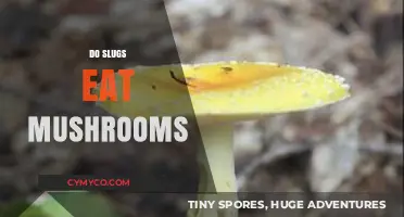 Do Slugs Eat Mushrooms? Exploring Their Diet and Behavior