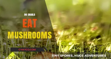 Do Snails Eat Mushrooms? Exploring Their Diet and Habits