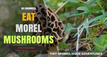 Do Squirrels Eat Morel Mushrooms? Uncovering Their Foraging Habits