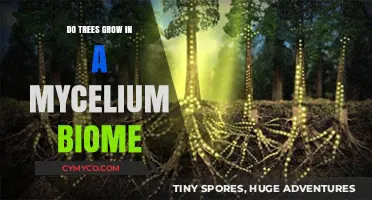 Exploring the Symbiotic Relationship: Trees and Mycelium Biomes