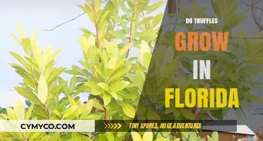 Florida's Hidden Gems: The Surprising Truth About Truffles in the Sunshine State