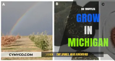 Exploring the Possibility of Truffle Cultivation in Michigan's Climate