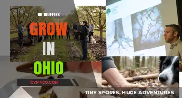 Exploring the Possibility of Truffle Cultivation in Ohio's Climate