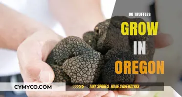 Oregon's Hidden Gems: A Guide to Truffle Hunting in the Pacific Northwest