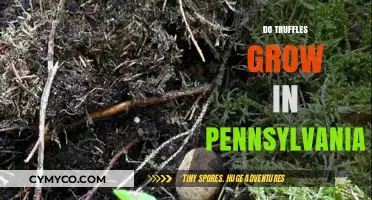 Pennsylvania's Hidden Treasure: Exploring Truffle Growth in the Keystone State