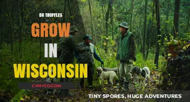 Exploring the Rare World of Wisconsin's Truffle Growth