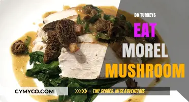 Do Turkeys Eat Morel Mushrooms? Exploring Their Foraging Habits