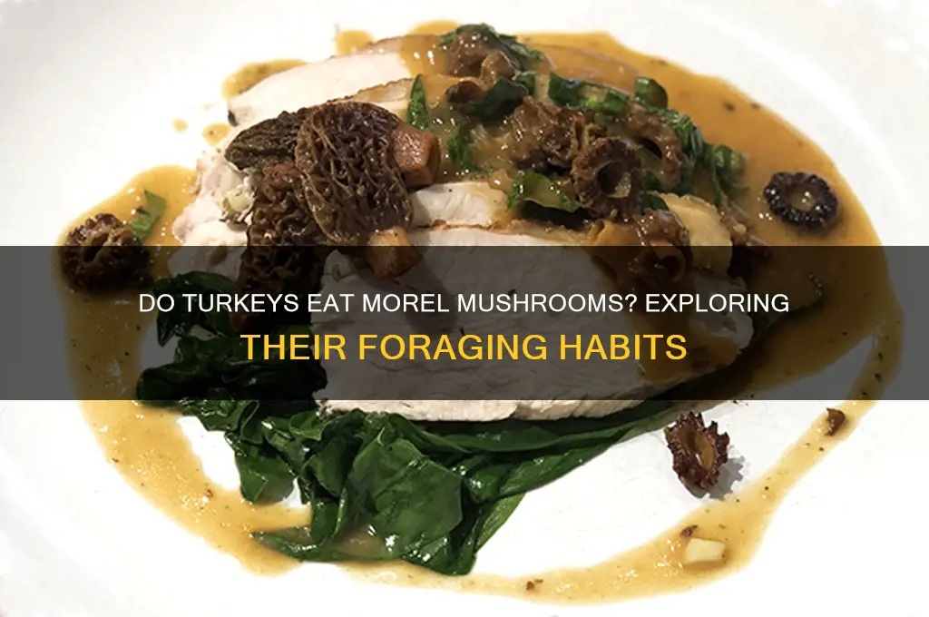 do turkeys eat morel mushrooms