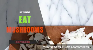 Do Turkeys Eat Mushrooms? Exploring Their Diet and Foraging Habits