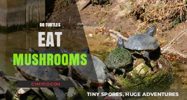 Can Turtles Safely Eat Mushrooms? Exploring Their Dietary Habits