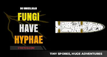 Exploring the Structure of Unicellular Fungi: Do They Have Hyphae?