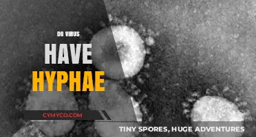 Exploring the Myth: Do Viruses Really Have Hyphae?