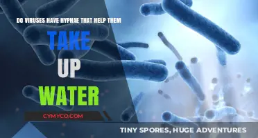 Exploring the Myth: Do Viruses Have Hyphae for Water Uptake?