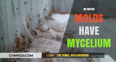 Unveiling the Truth: Do Water Molds Have Mycelium?