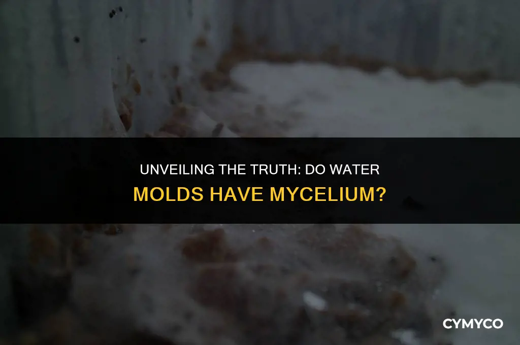 do water molds have mycelium