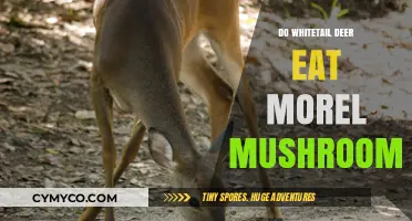 Do Whitetail Deer Eat Morel Mushrooms? Uncovering the Truth
