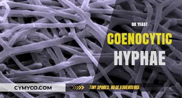 Exploring the Fascinating World of Yeast Coenocytic Hyphae
