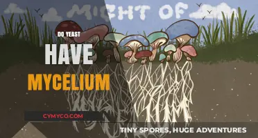 Exploring the Myth: Do Yeast Really Have Mycelium?