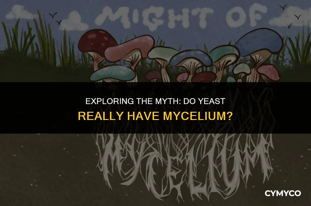 do yeast have mycelium