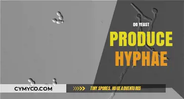 Exploring the Fascinating World of Yeast: Do They Form Hyphae?