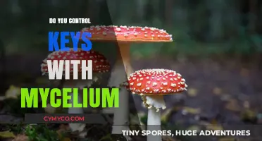 Unlocking the Potential: Mycelium's Role in Key Management