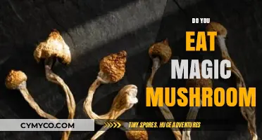 Exploring the Mystical: A Journey with Magic Mushrooms