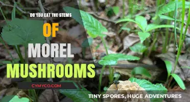 Savoring Every Bite: The Edibility of Morel Mushroom Stems