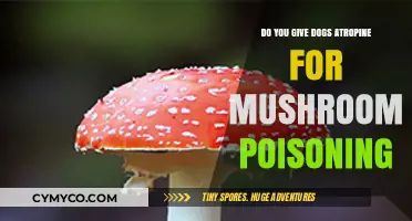 Treating Canine Mushroom Poisoning: Atropine's Role and Dosage