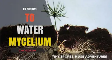 Nurturing Mycelium: The Essential Guide to Watering for Optimal Growth